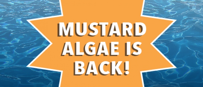 Mustard Algae is Back